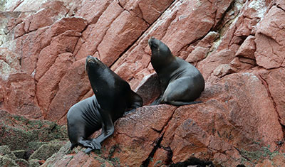 Sea Lions in Ballestas Islands