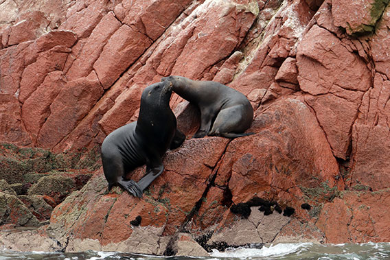 Sea lions in Ballestas Islands
